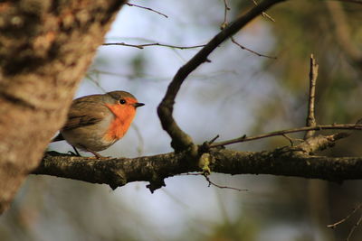 Close-up of bird perching on branch