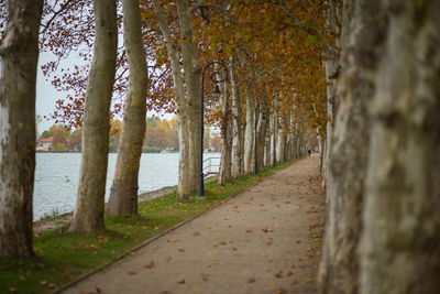 Footpath amidst trees at beach