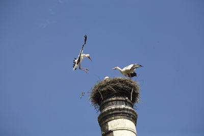 Low angle view of birds on nest against blue sky