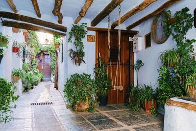 Potted plants outside building