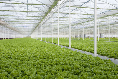 Plants growing in greenhouse