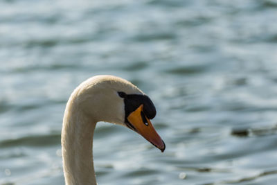 Close-up of swan