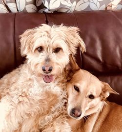 Portrait of dog relaxing on sofa at home