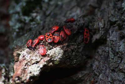 Close-up of insects on tree trunk