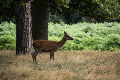 Deer standing on field