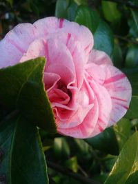 Close-up of pink flower