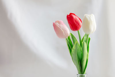 Close-up of rose tulip