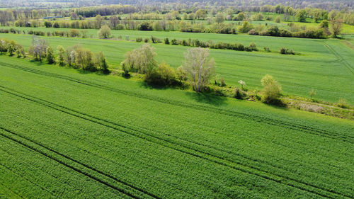 Scenic view of agricultural field