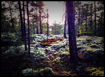 Trees in forest