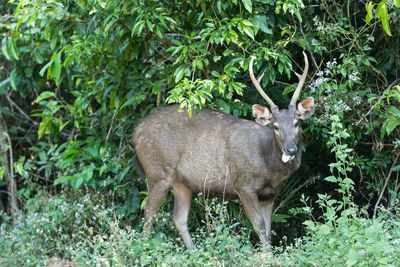 Sambar sticking out tongue while standing against plants at khao yai national park