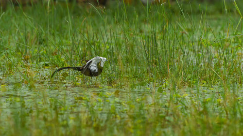 View of a bird on grass