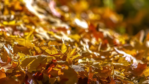 Close-up of autumnal leaves