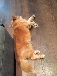 High angle view of cat lying on hardwood floor