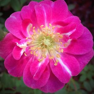 Close-up of pink flower