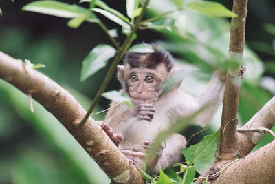 Portrait of monkey sitting on tree