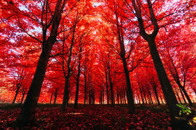 Trees in forest