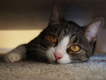 Close-up portrait of cat relaxing at home