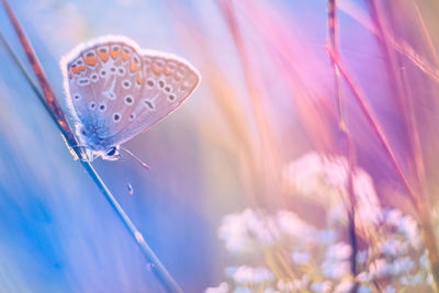 Close-up of butterfly on twig