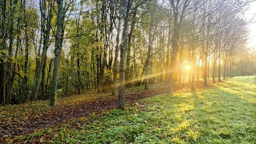 Sunlight streaming through trees in forest