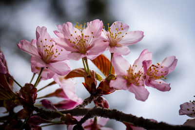 Close-up of pink cherry blossoms