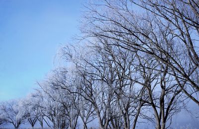 Low angle view of bare trees against clear blue sky