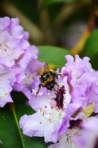 Close-up of bee pollinating on pink flower