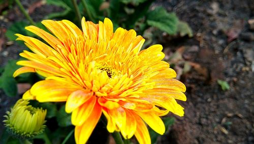 Close-up of yellow flower blooming outdoors