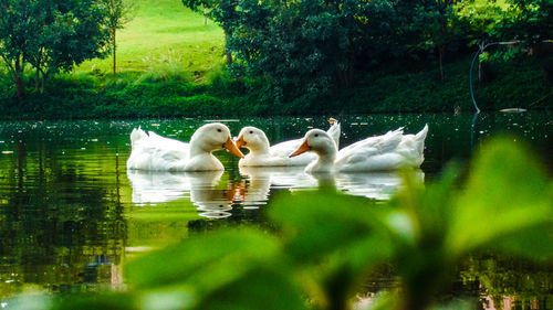 Swans swimming in lake