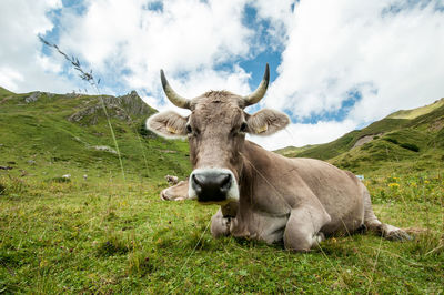 Portrait of cow on alpine landscape against sky