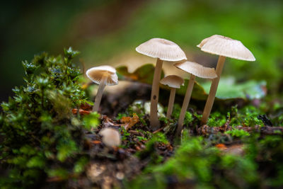 Close-up of mushrooms growing on field