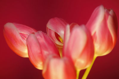 Close-up of red tulip