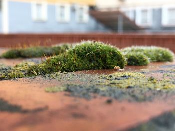 Close-up of moss growing on footpath