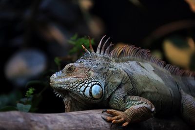 Close-up of a lizard
