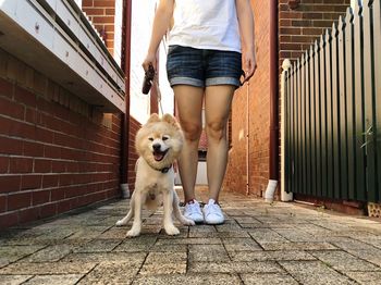 Low section of woman with dog standing on footpath