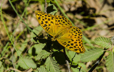 Close-up of butterfly pollinating flower