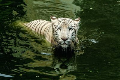 Portrait of white  tiger drinking water