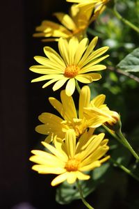 Close-up of yellow flowering plant