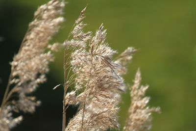 Close-up of grass