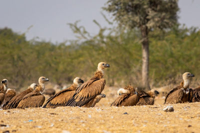 Flock of birds on field