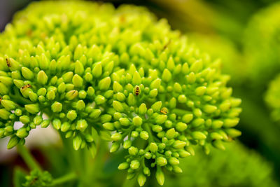 Close-up of green flowering plant