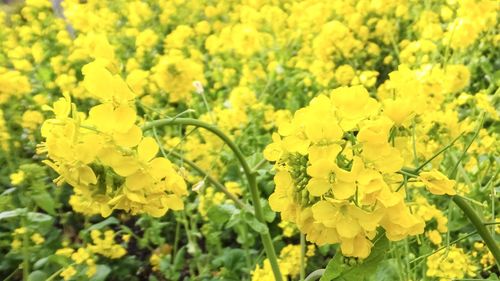 Close-up of yellow flowers