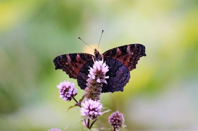 Close-up of butterfly pollinating on purple flower