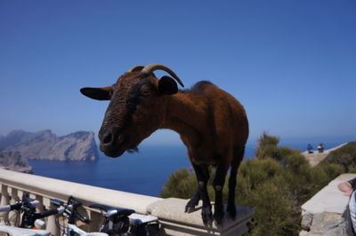 Curious goat on railing