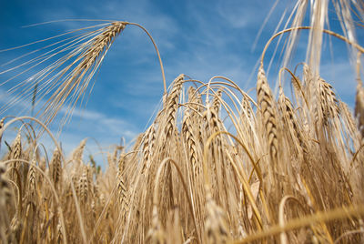 Close-up of wheat growing on field against sky