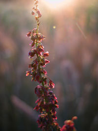 Close-up of plant against blurred background