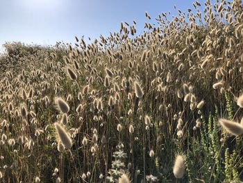 Crops growing on field against sky