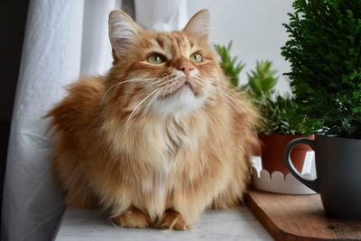 Portrait of cat sitting on table