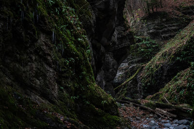 Moss growing on rock in forest