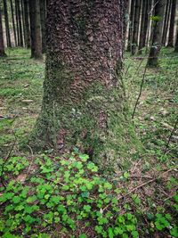 Trees growing in forest