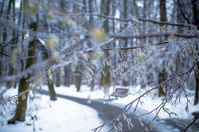 Close-up of frozen trees during winter